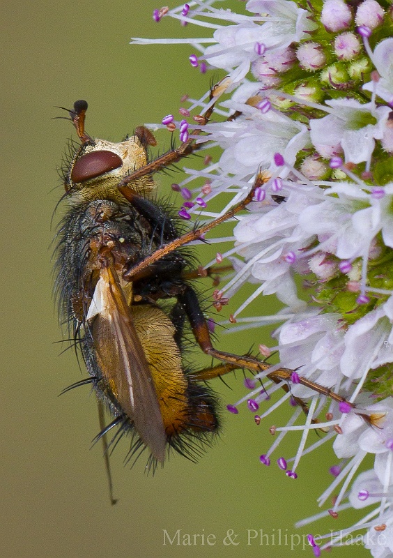 Tachina fera 1807.jpg - Tachina fera...Tachina Fera: n'a pas de nom en français... Proche de la famille des mouches, leurs larves sont des endoparasites de nombreuses chenilles... Pour autant qu'une chenille passe devant la larve! sinon celle-ci meurt. Les adultes butinent, souvent au bord de l'eau (Ermitage, Genève, Suisse)
